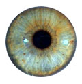 http://www.expandedvision.homestead.com/irisover4-4.jpg